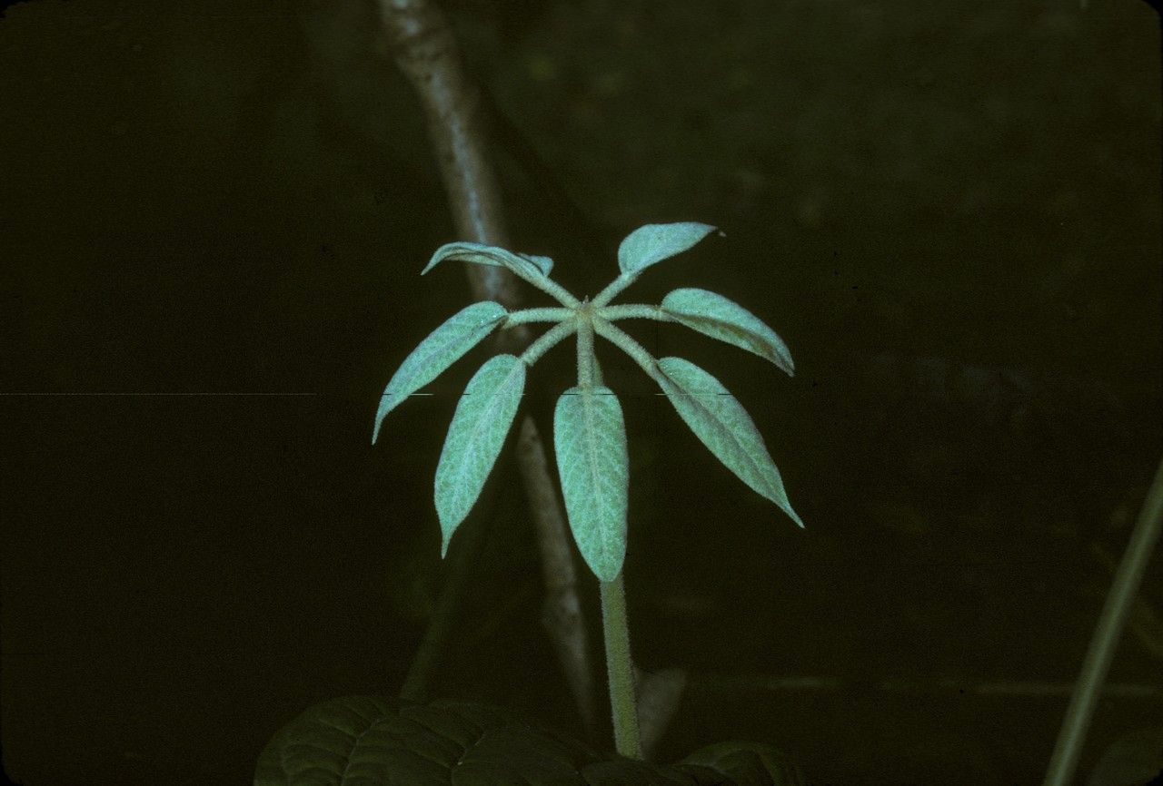 Heptapleurum farinosum — search result for 'Heptapleurum'