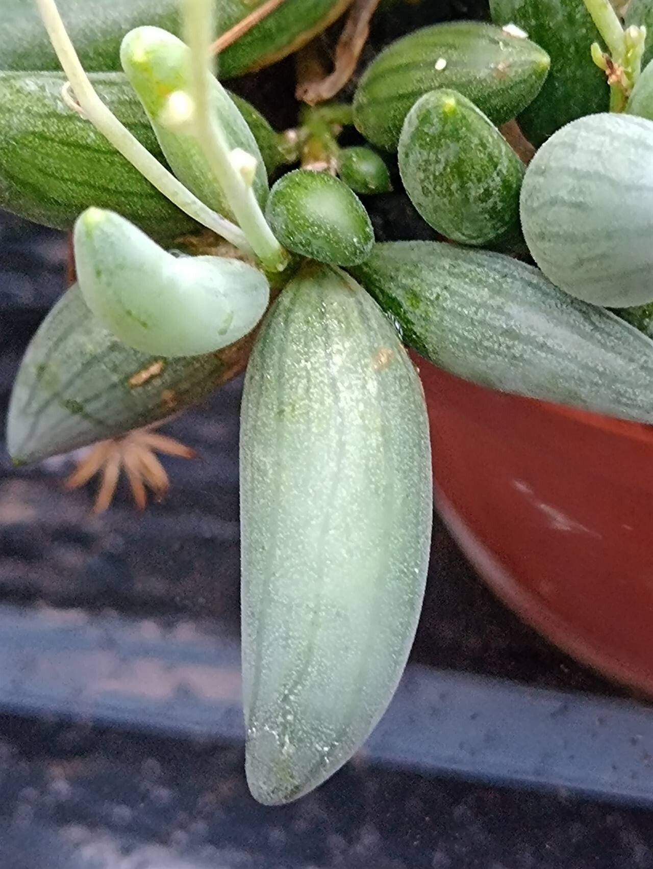 Curio sulcicalyx — search result for 'Curio'