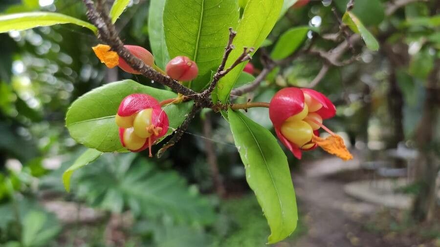 Ochna serrulata fruit