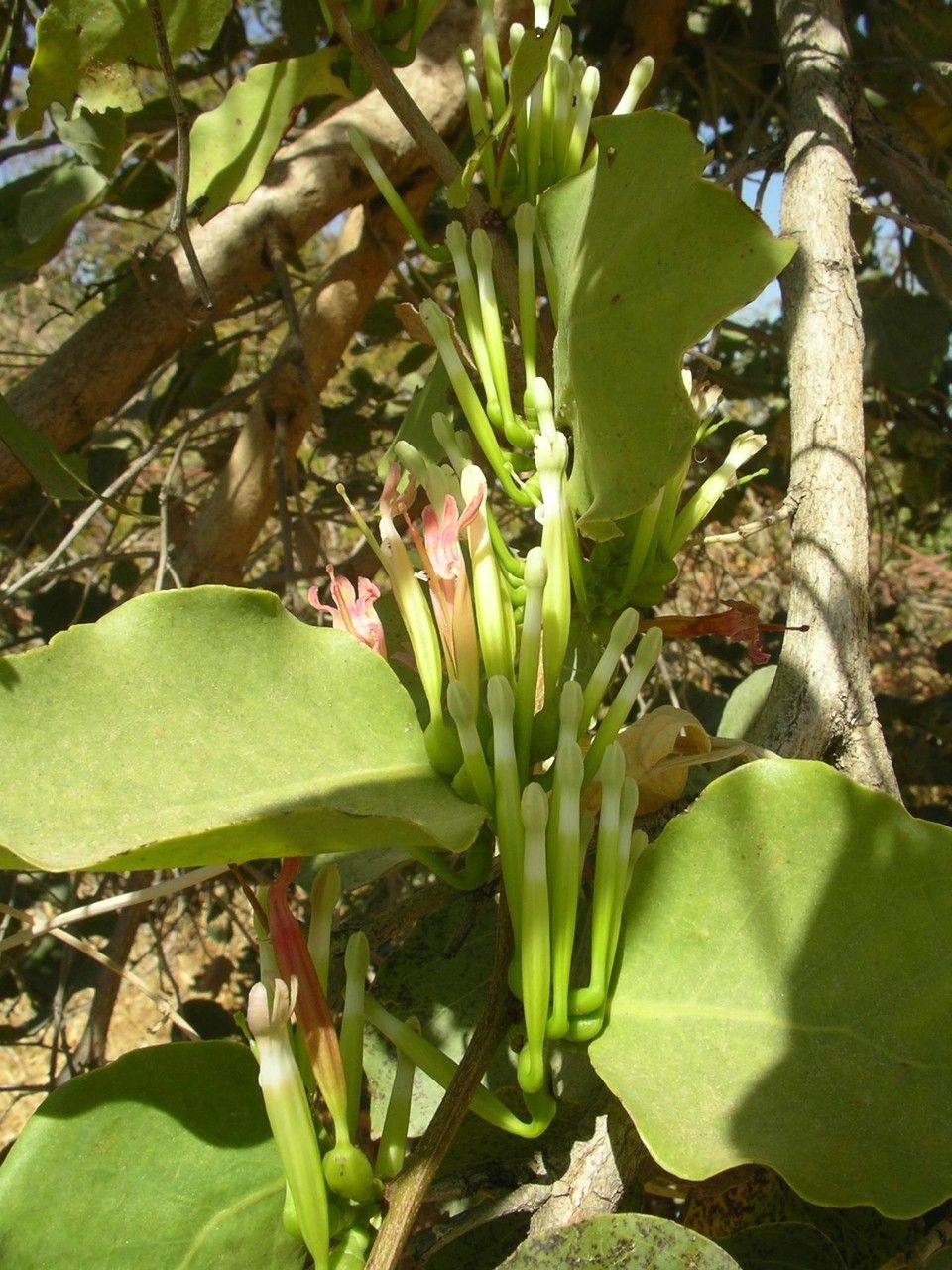 Tapinanthus pentagonia habit
