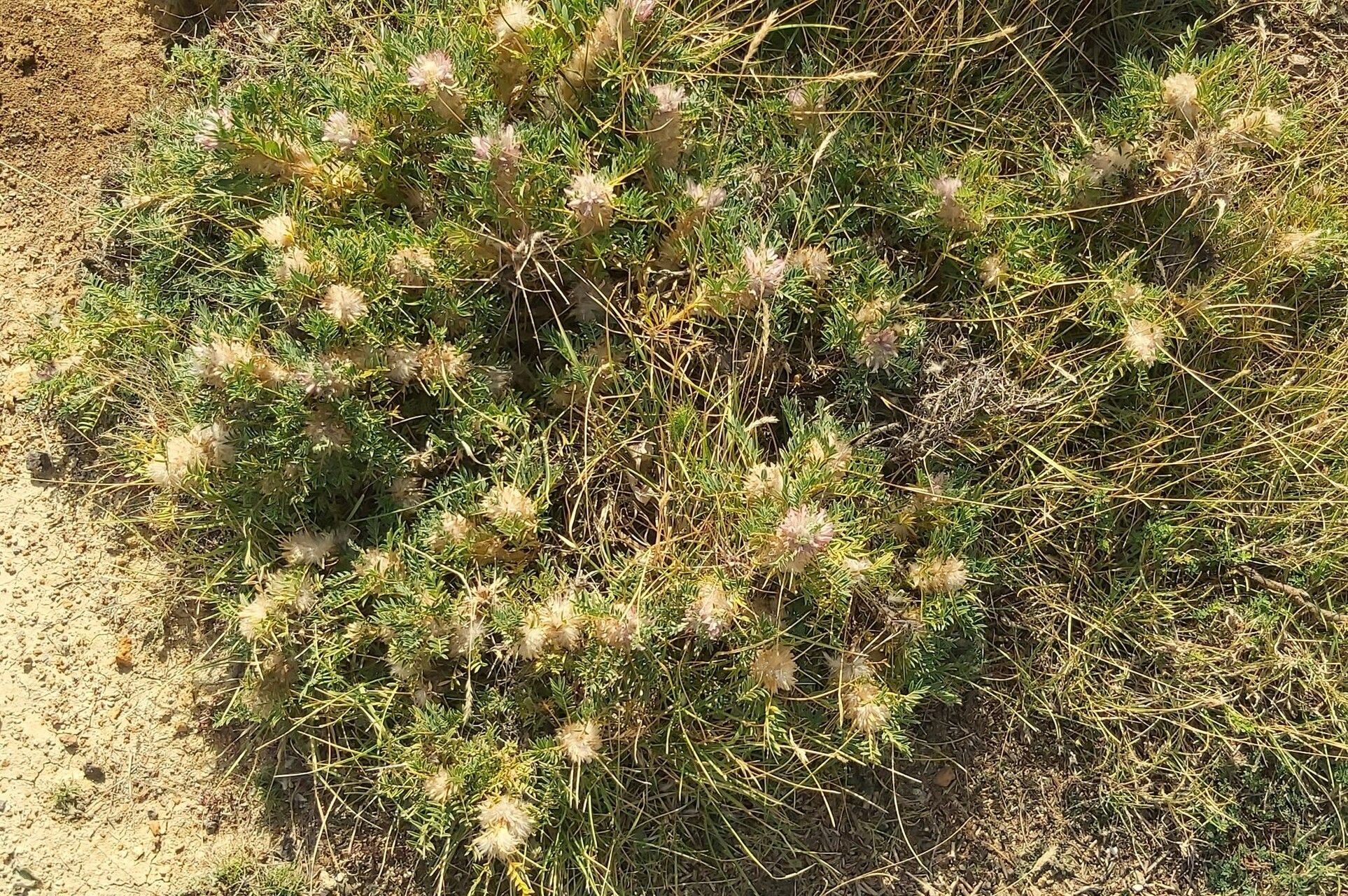 Astragalus thracicus habit