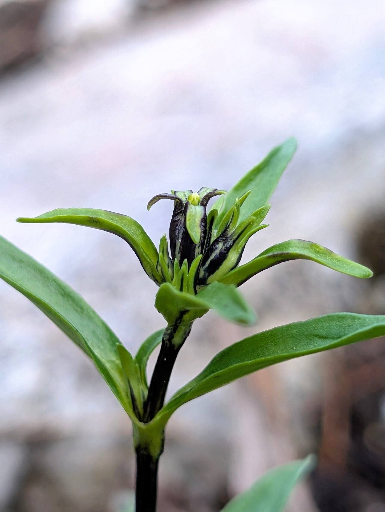 Gentiana trichotoma other