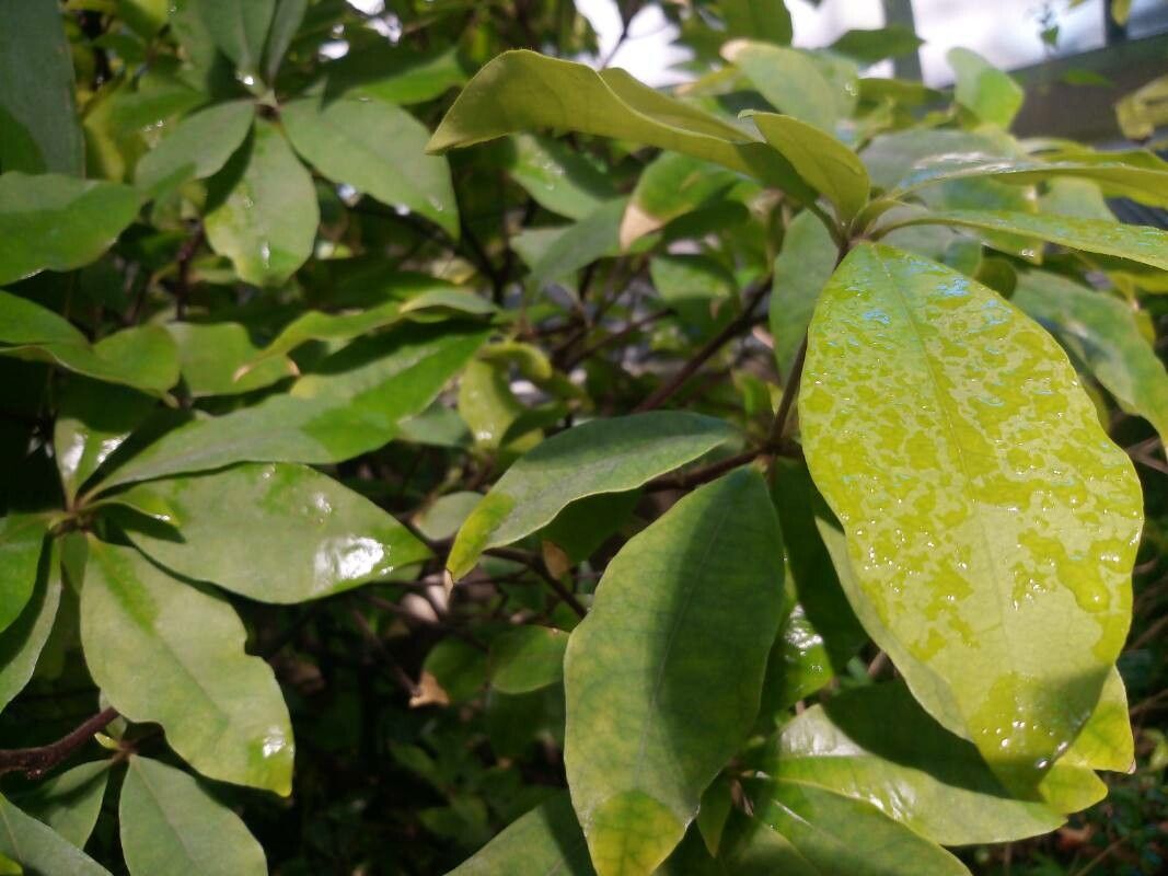 Deherainia smaragdina — search result for 'Belize'