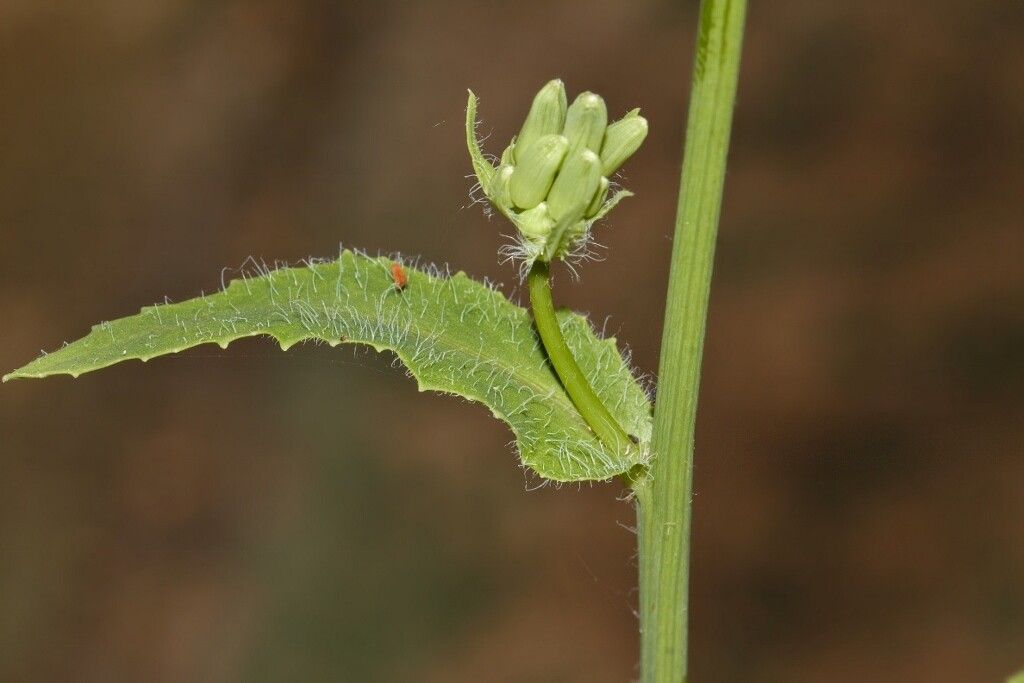 Emilia abyssinica — related species from the same genus