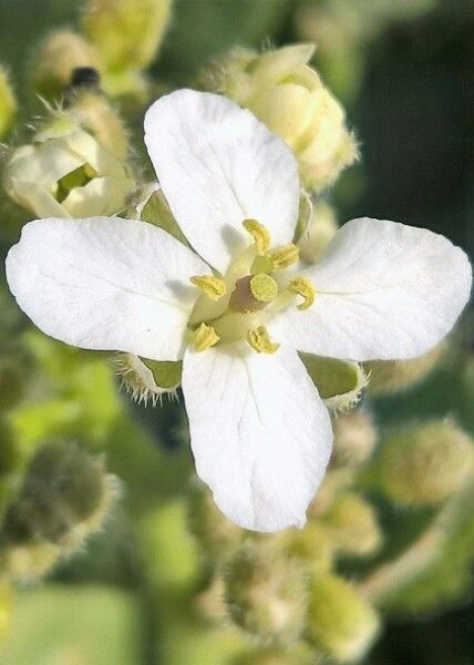 Crambe orientalis flower