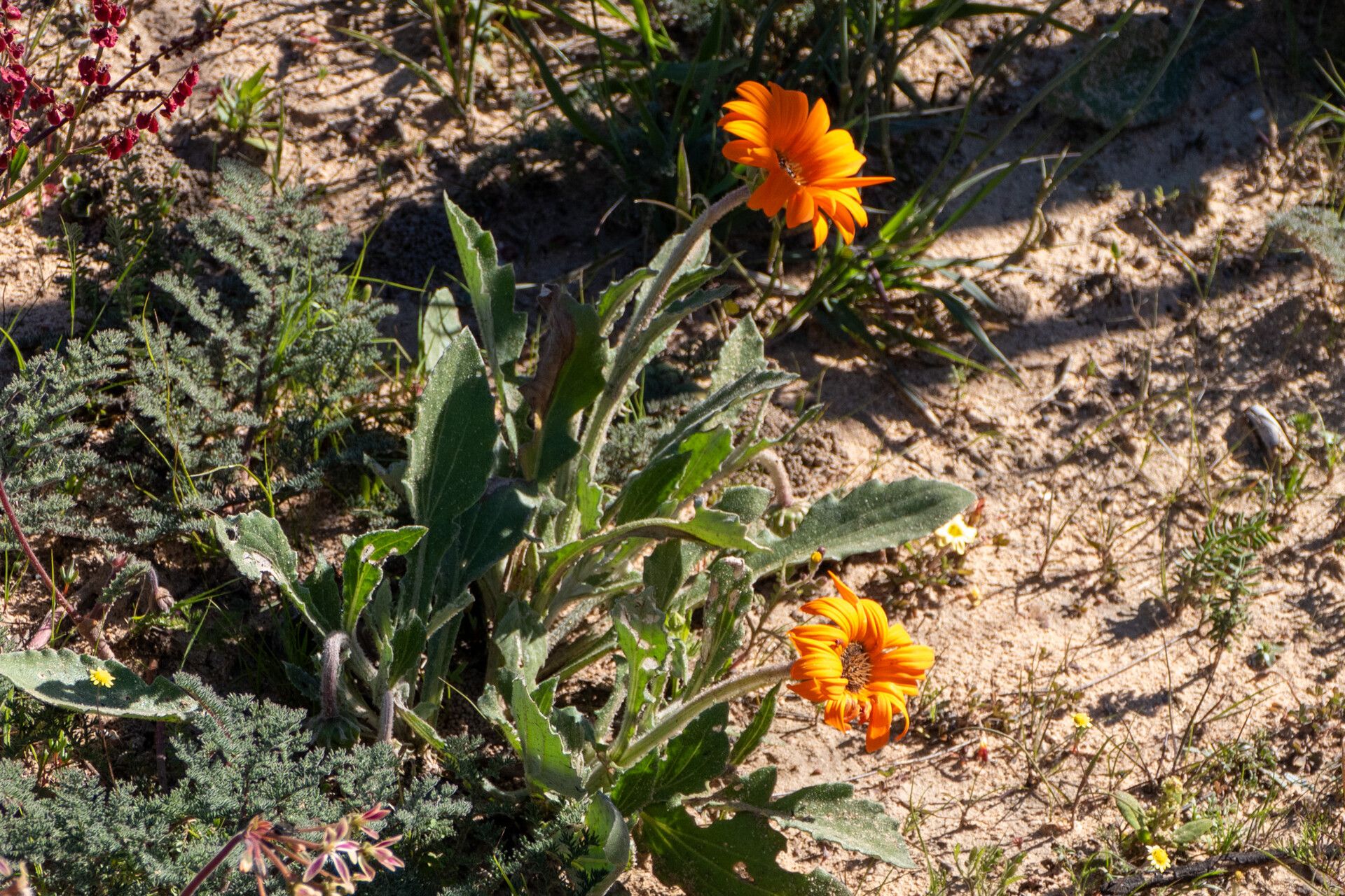 Arctotis breviscapa — related species from the same genus