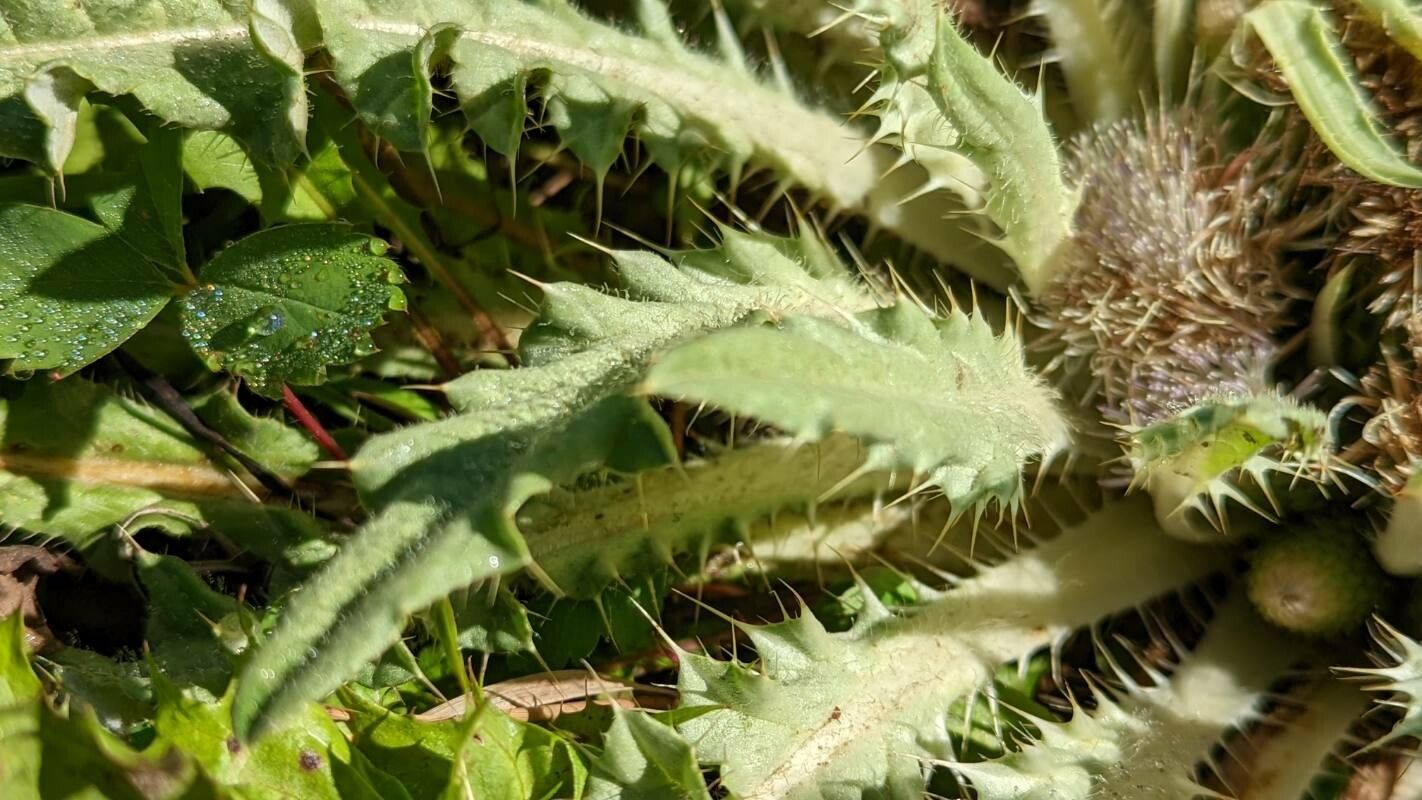 Cirsium scariosum — search result for 'Cirsium'