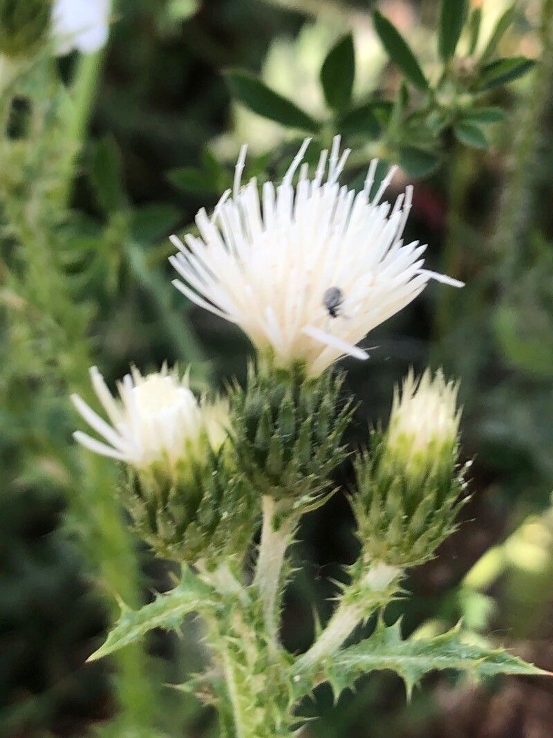 Carduus bourgaeanus flower