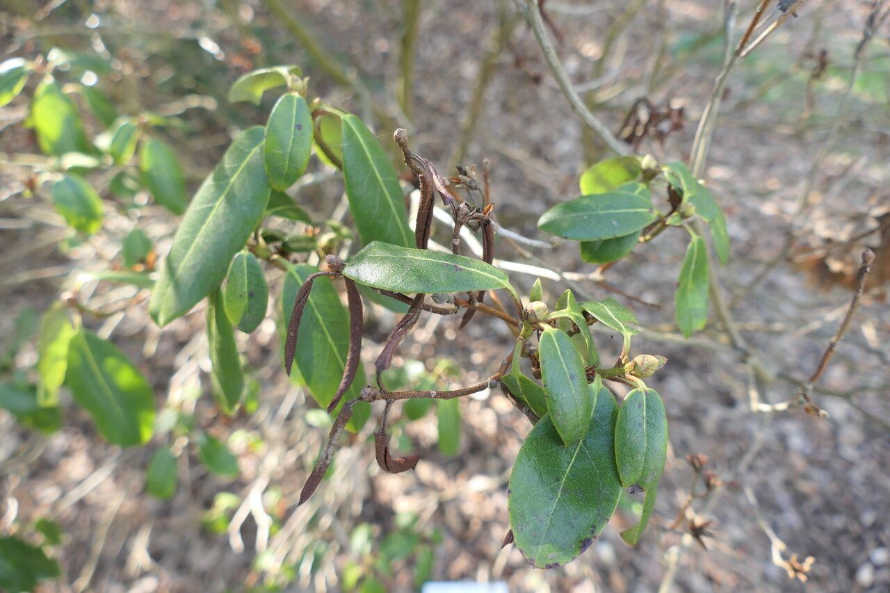 Rhododendron ambiguum leaf