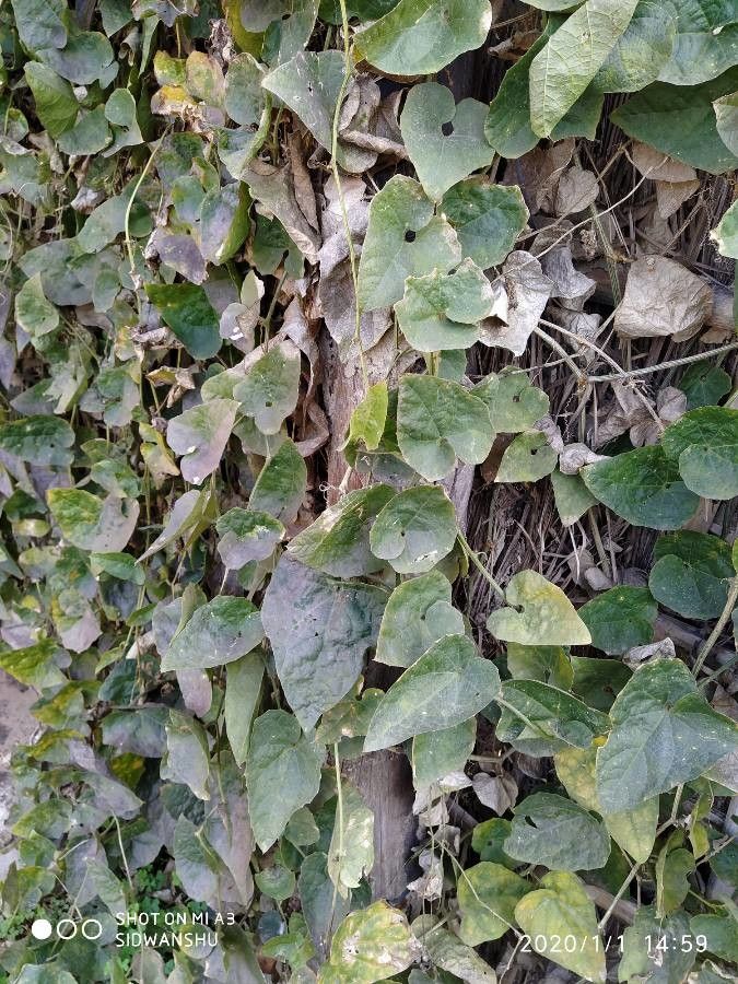 Trichosanthes dioica other