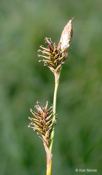 Carex luzulina fruit