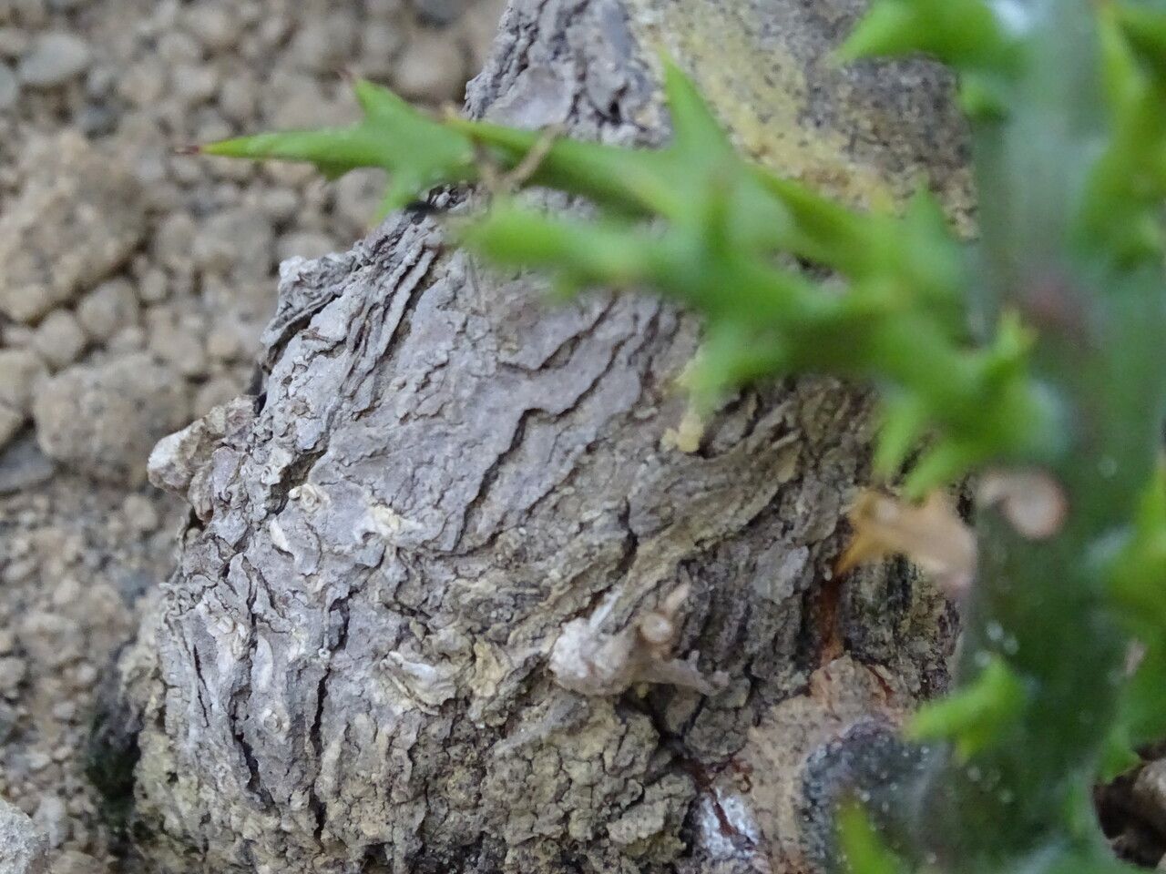 Euphorbia stenoclada bark