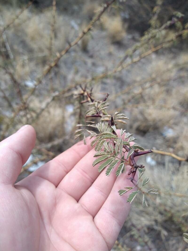 Senegalia gilliesii — houseplant care guide