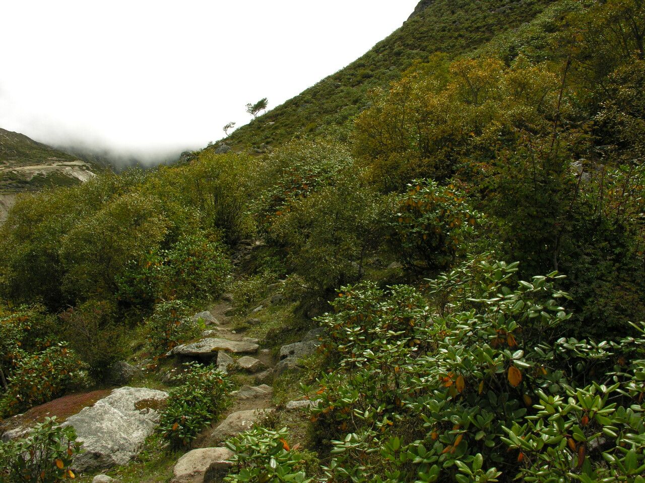 Sedum trullipetalum other