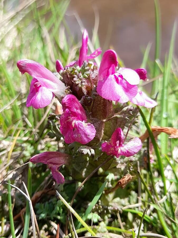 Pedicularis rostratocapitata habit