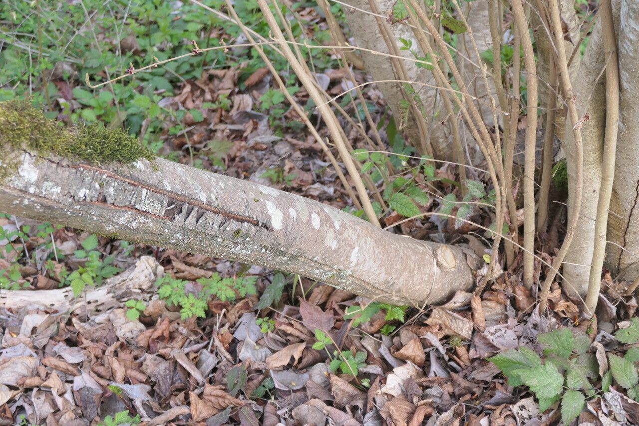 Hamamelis vernalis bark
