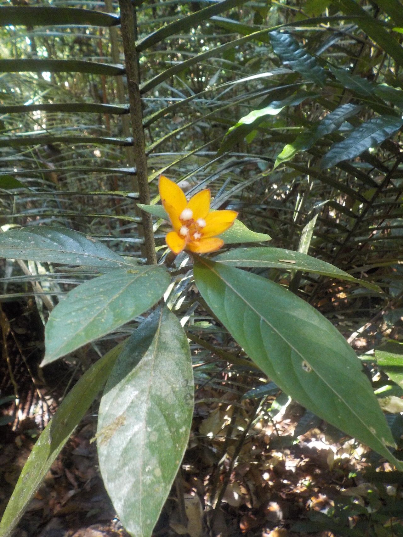 Palicourea spectabilis — houseplant care guide