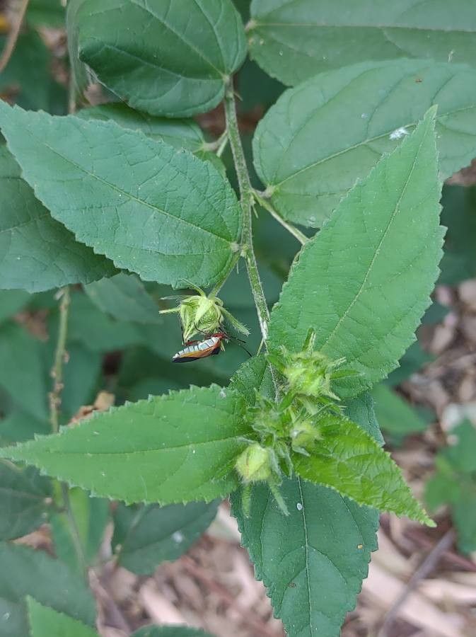 Pavonia spinifex — search result for 'Pavonia'