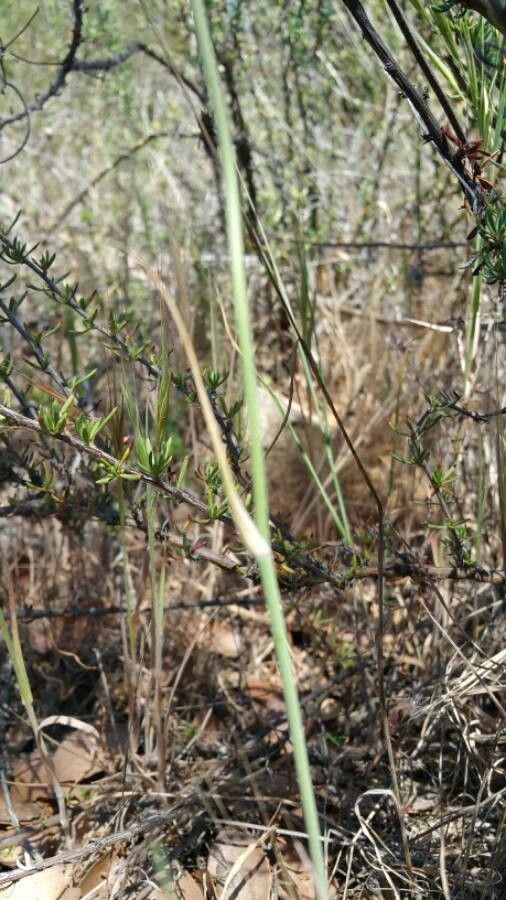 Calochortus splendens bark