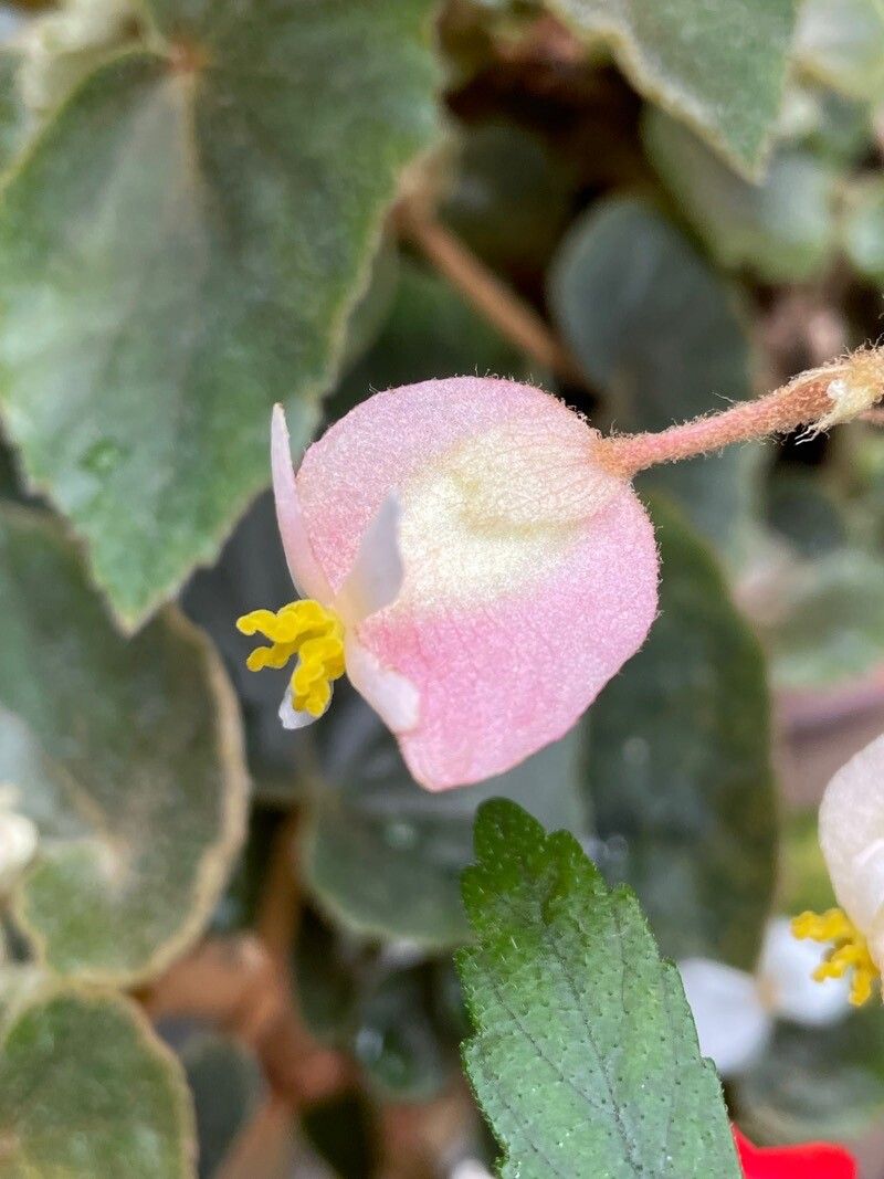Begonia tomentosa flower