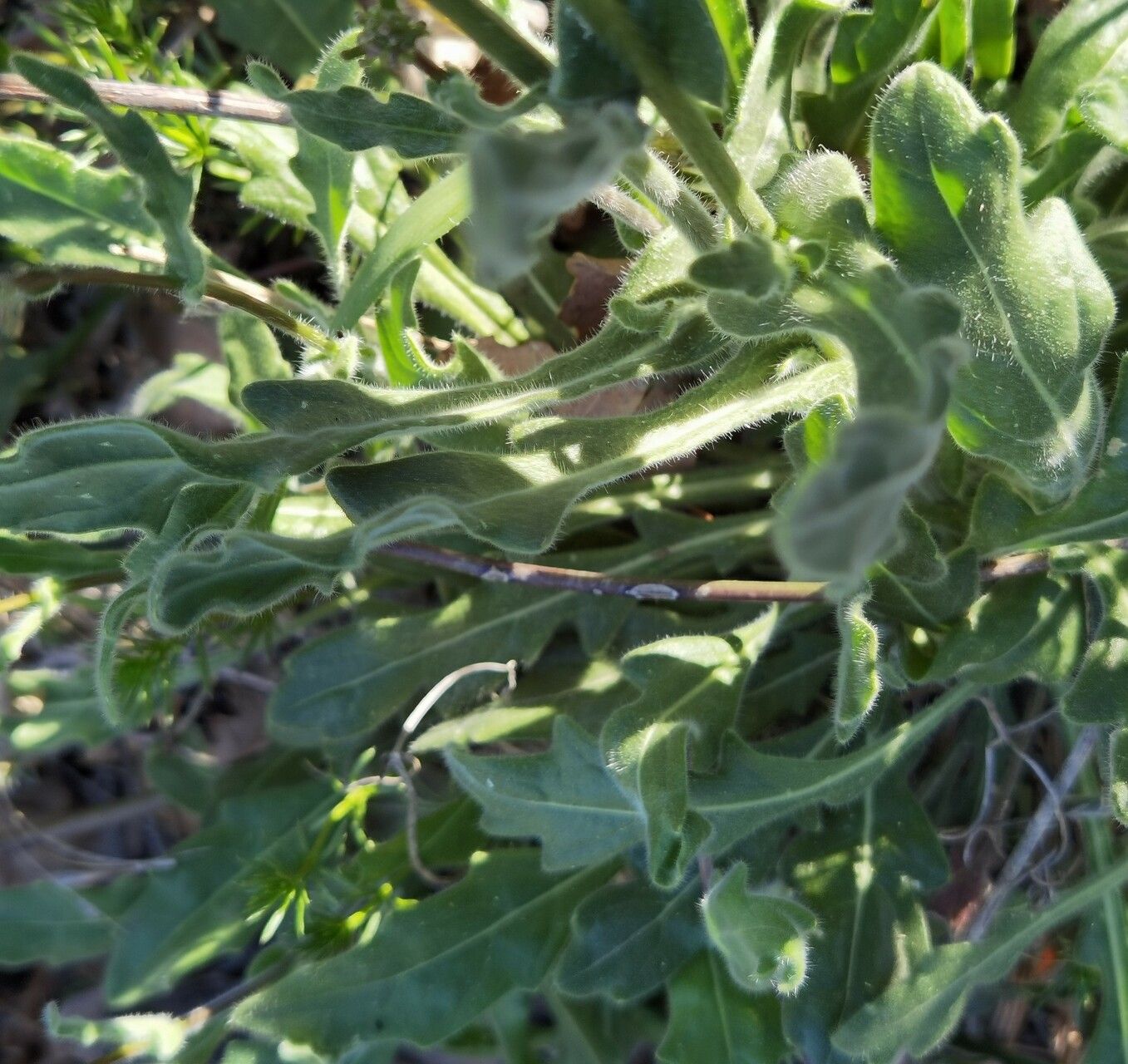 Biscutella incana leaf