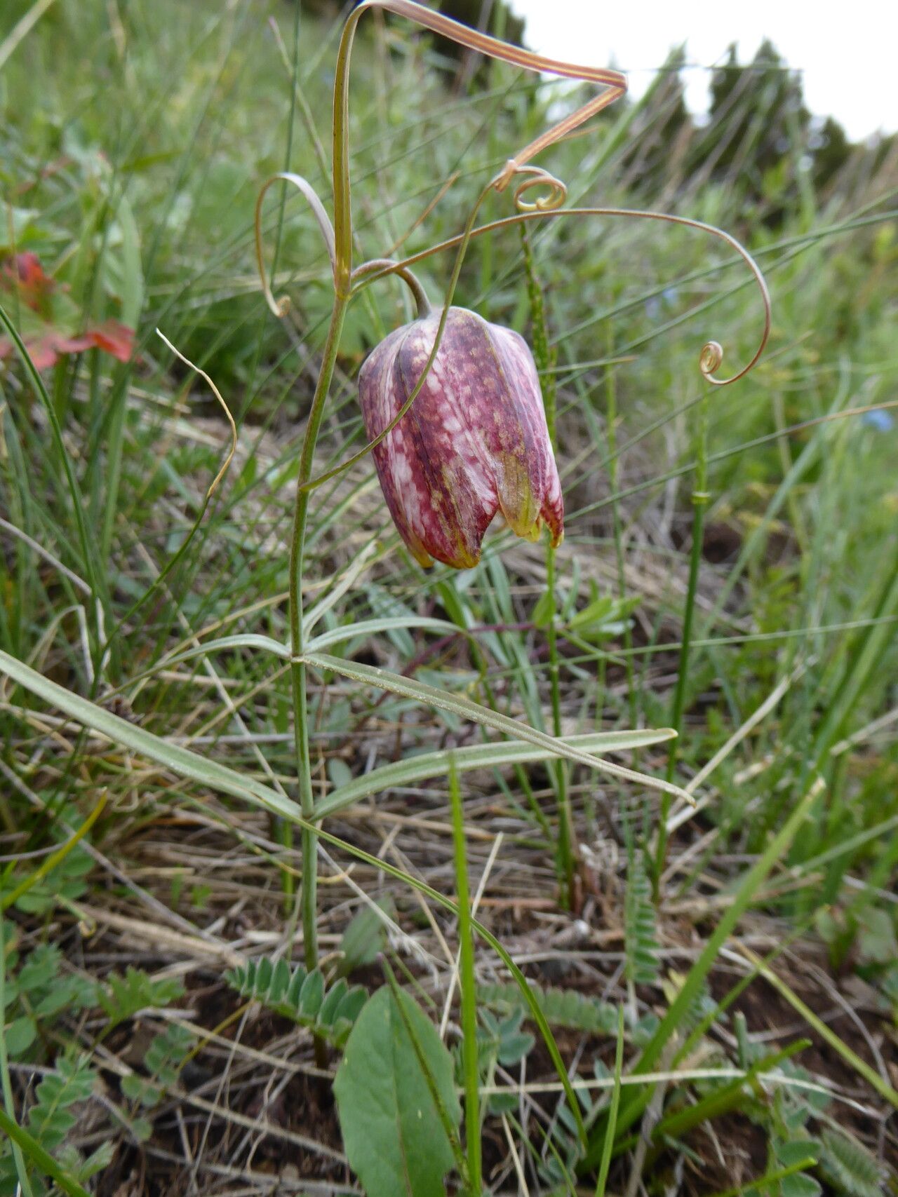 Fritillaria walujewii — search result for 'Fritillaria'