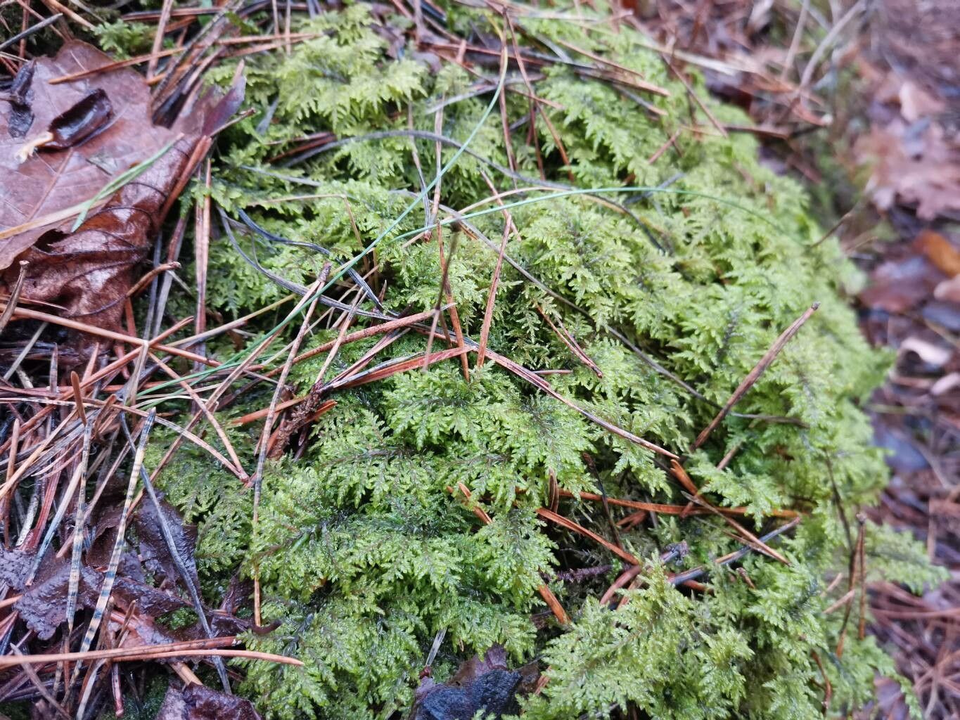 Hemionitis densa — search result for 'Hemionitis'