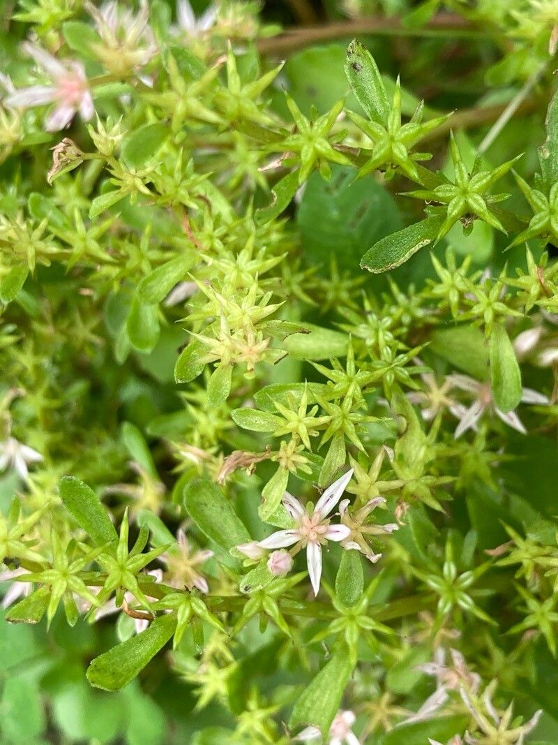 Phedimus stolonifer — search result for 'Phedimus'