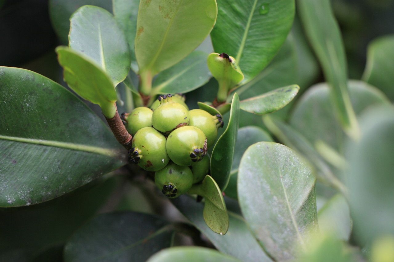 Clusia palmana fruit