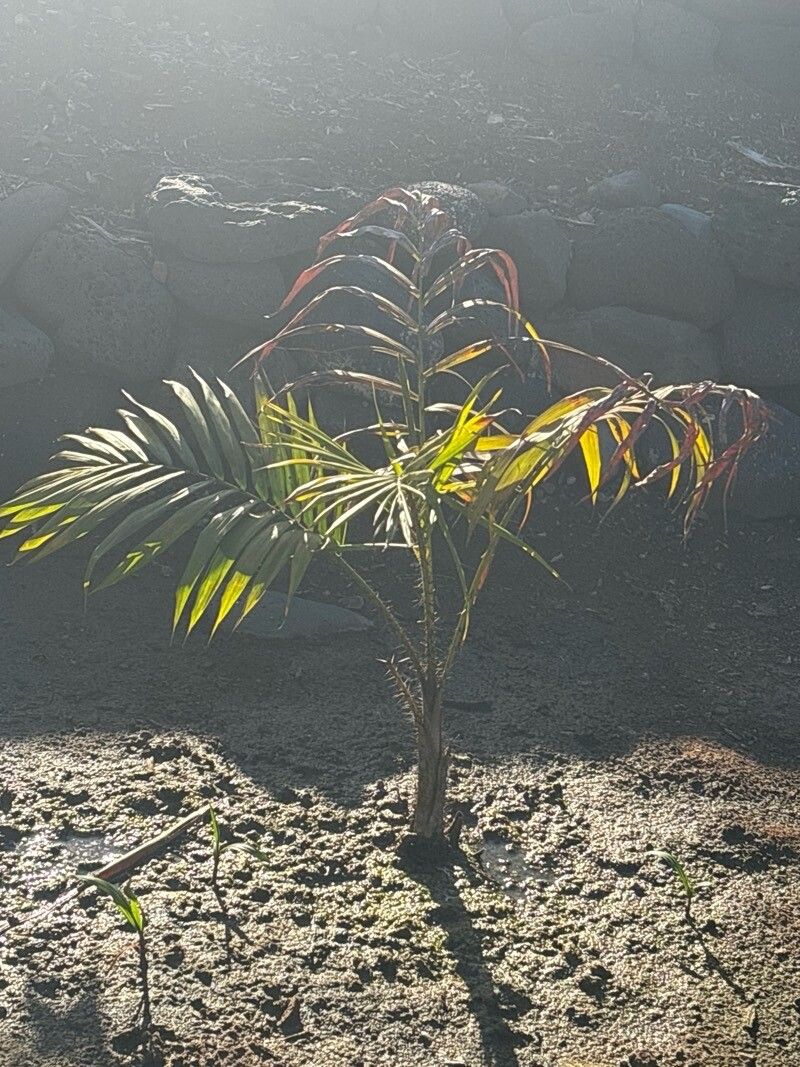 Oncosperma tigillarium — related species from the same genus