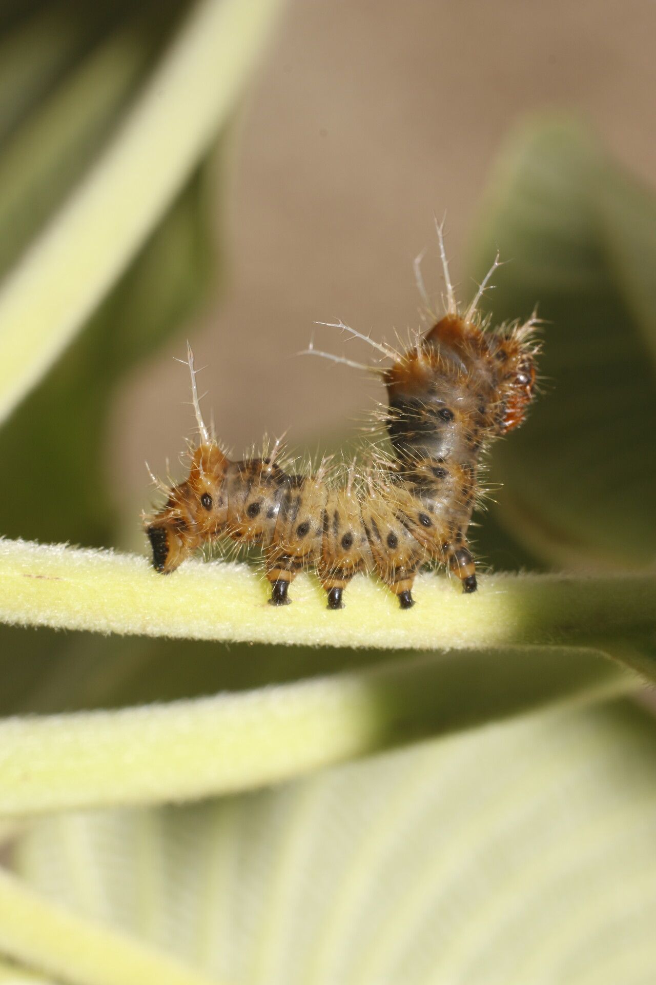 Guettarda combsii leaf