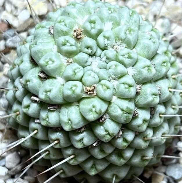 Cochemiea schumannii — houseplant care guide