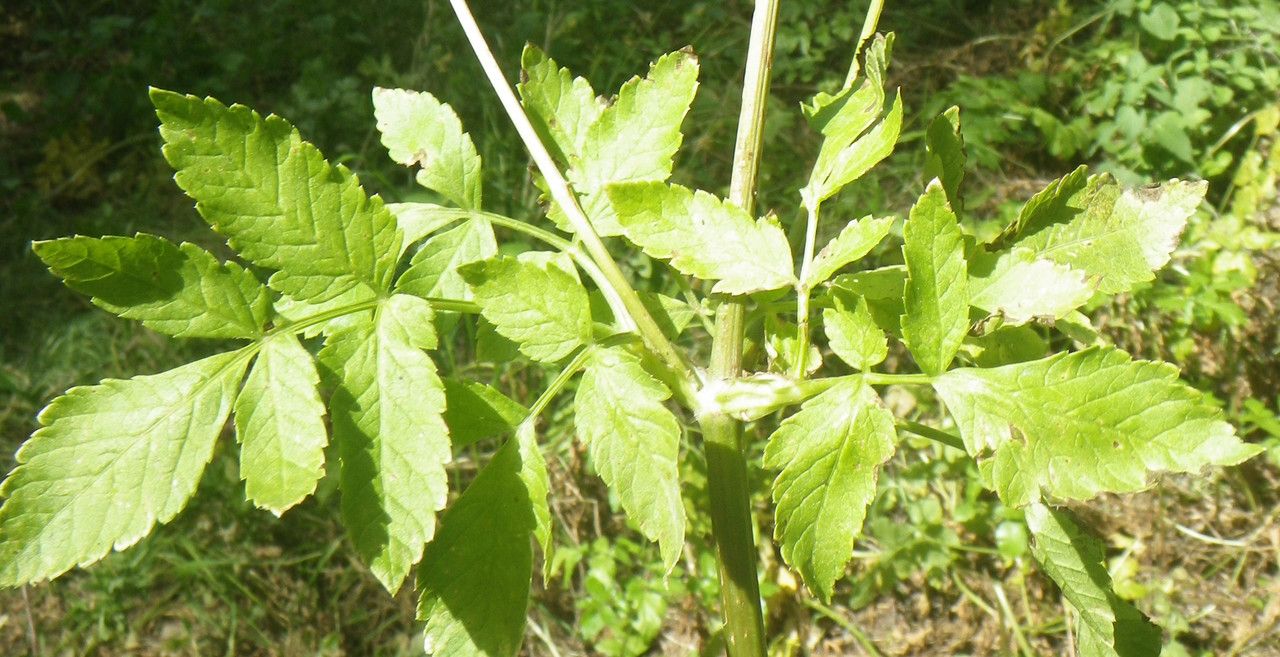 Lecokia cretica — houseplant care guide