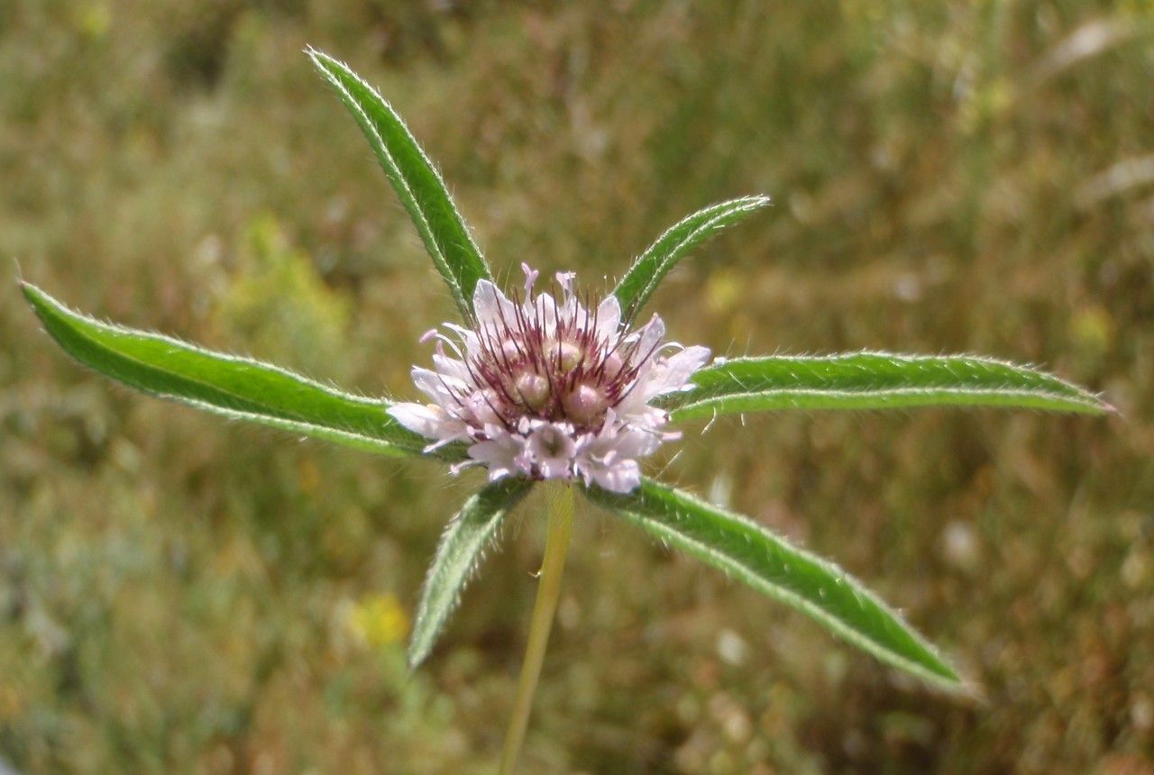 Scabiosa sicula flower