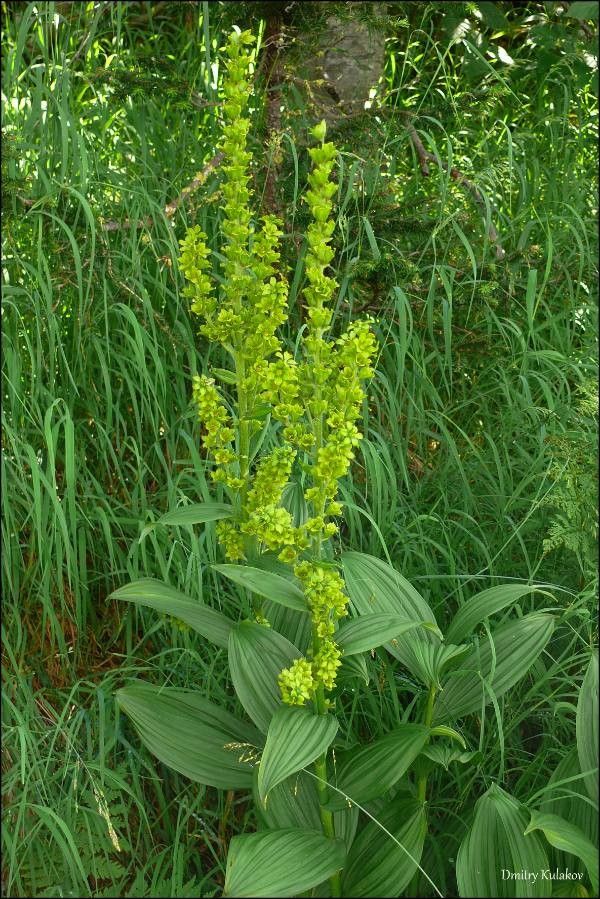 Veratrum lobelianum flower