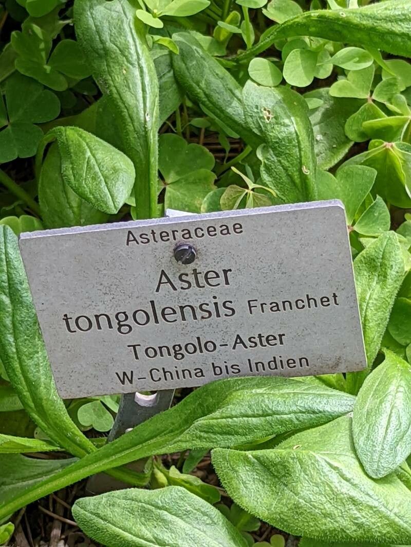 Aster tongolensis leaf