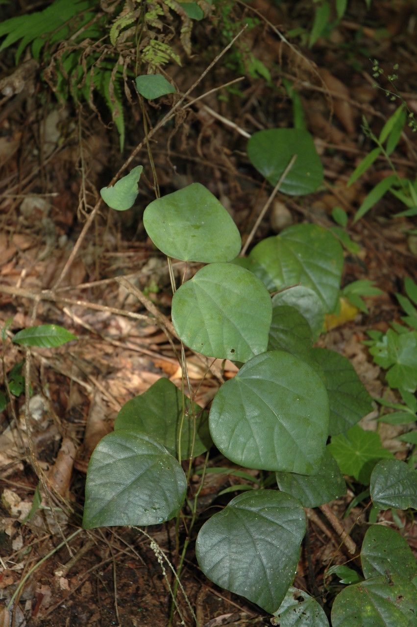 Diploclisia glaucescens — houseplant care guide