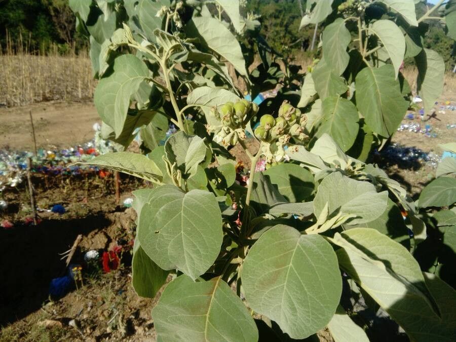 Solanum madrense — houseplant care guide