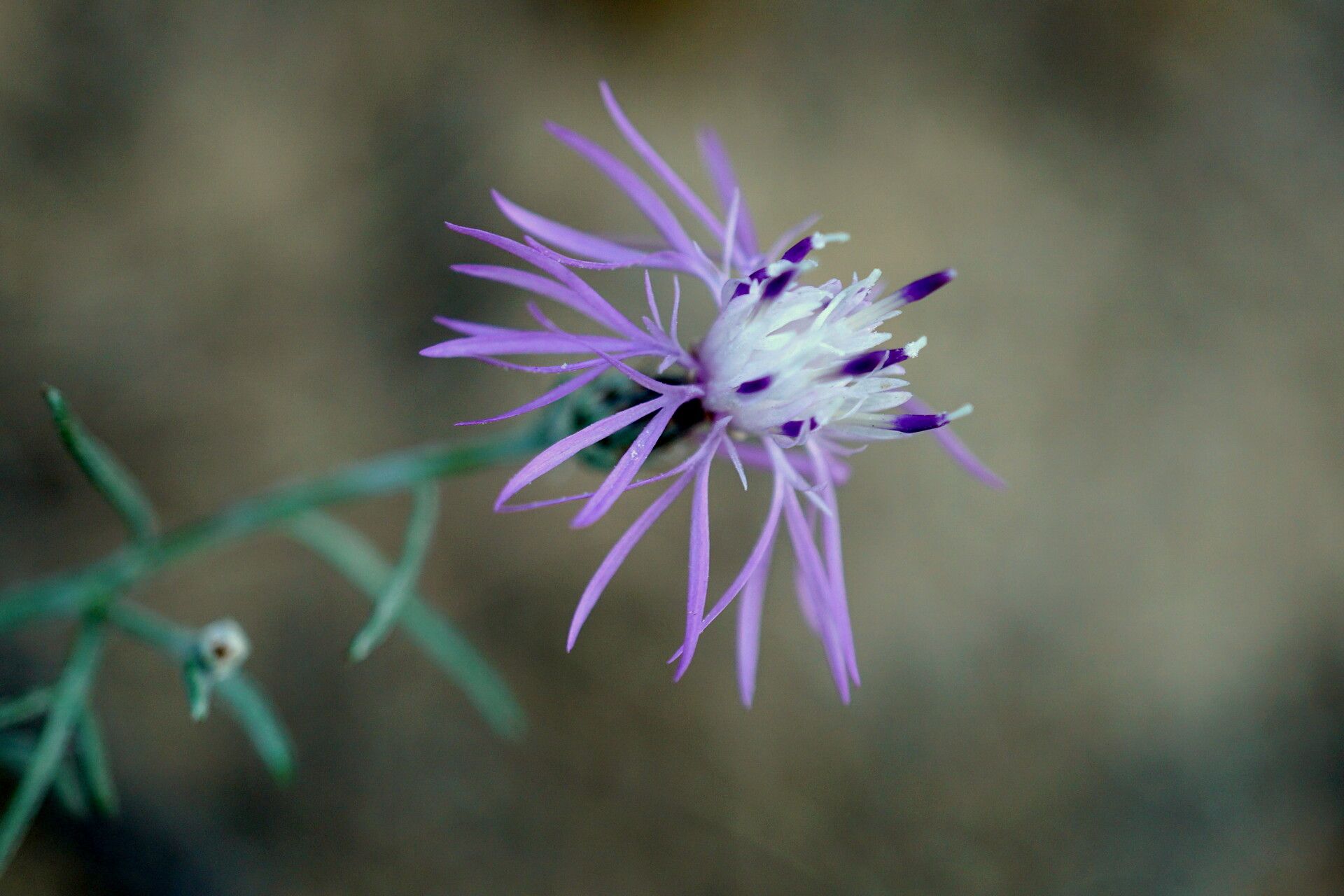 Centaurea sakarensis flower