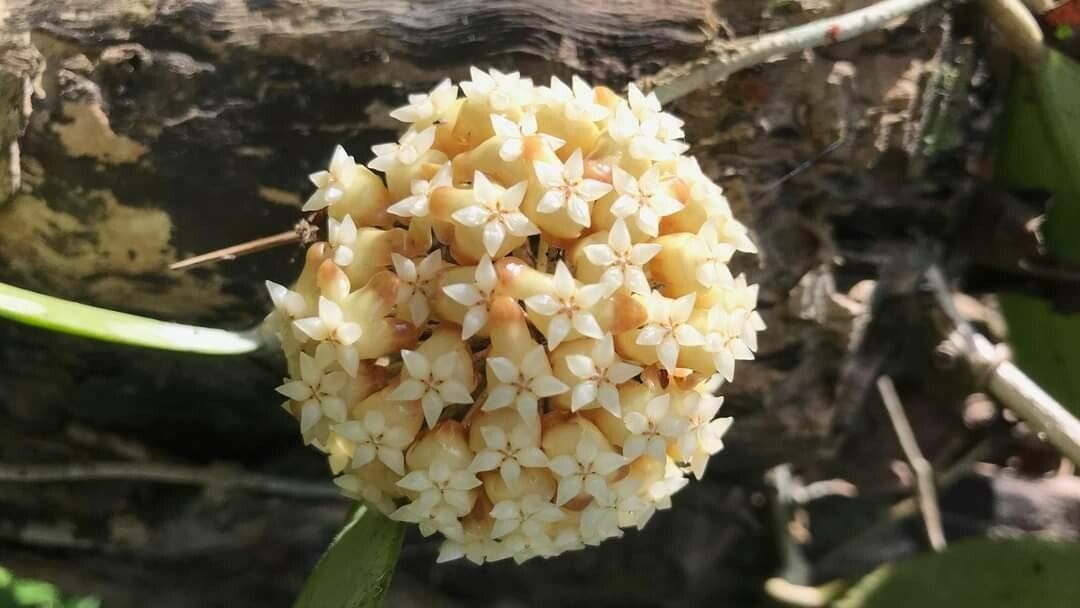 Hoya nicholsoniae — search result for 'Hoya'