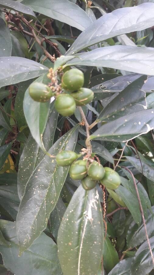 Brunfelsia pauciflora fruit