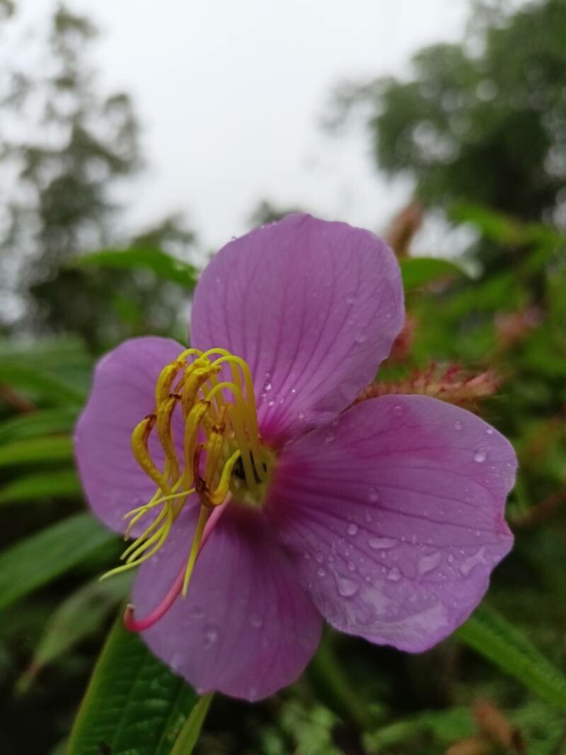 Osbeckia stellata — search result for 'Laos'