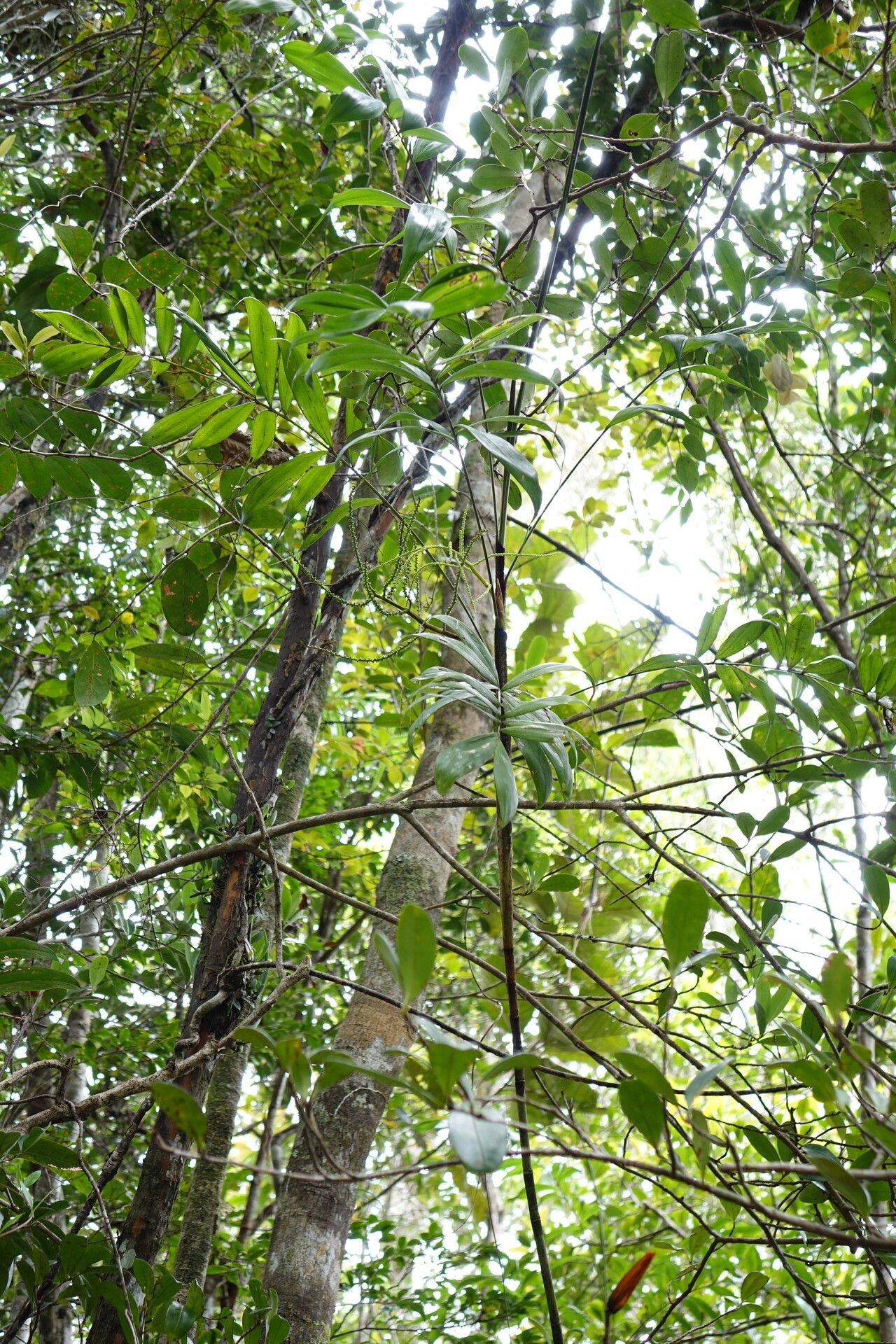 Dypsis procumbens habit