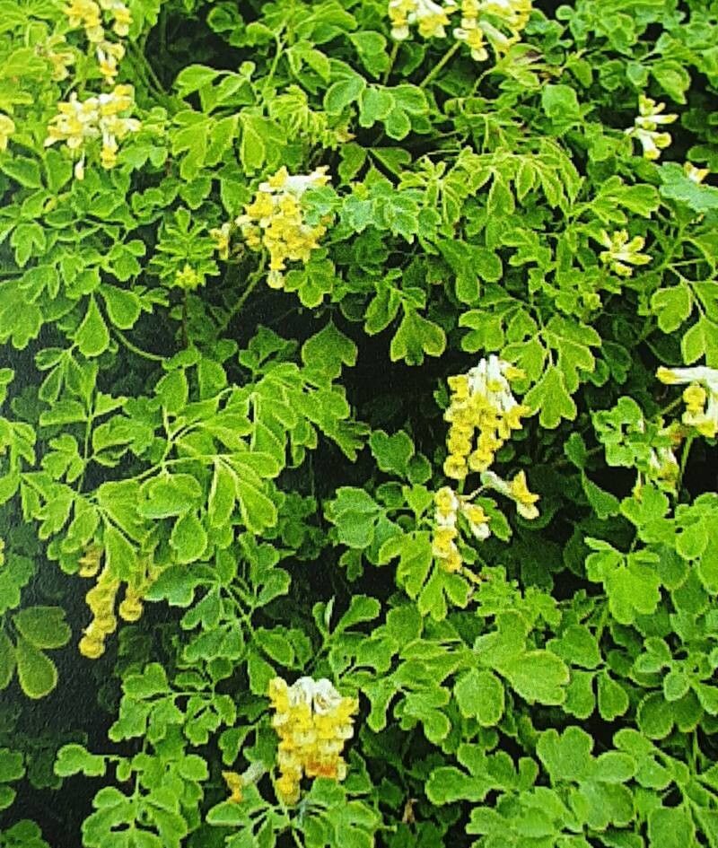 Pseudo-fumaria alba habit