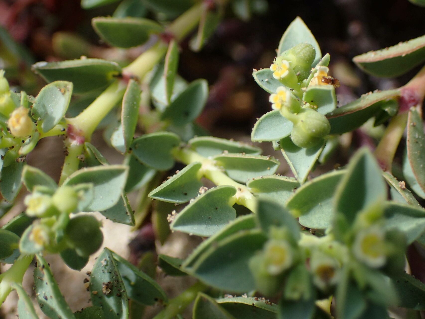 Euphorbia mesembryanthemifolia — houseplant care guide