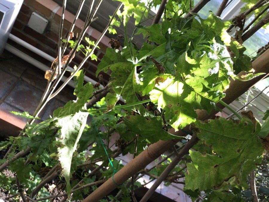 Malva canariensis — search result for 'Malva'