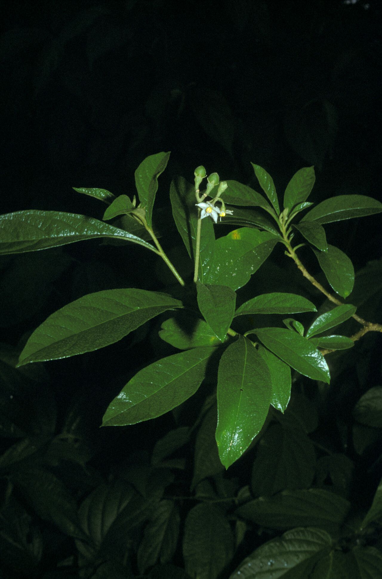 Solanum asperum leaf