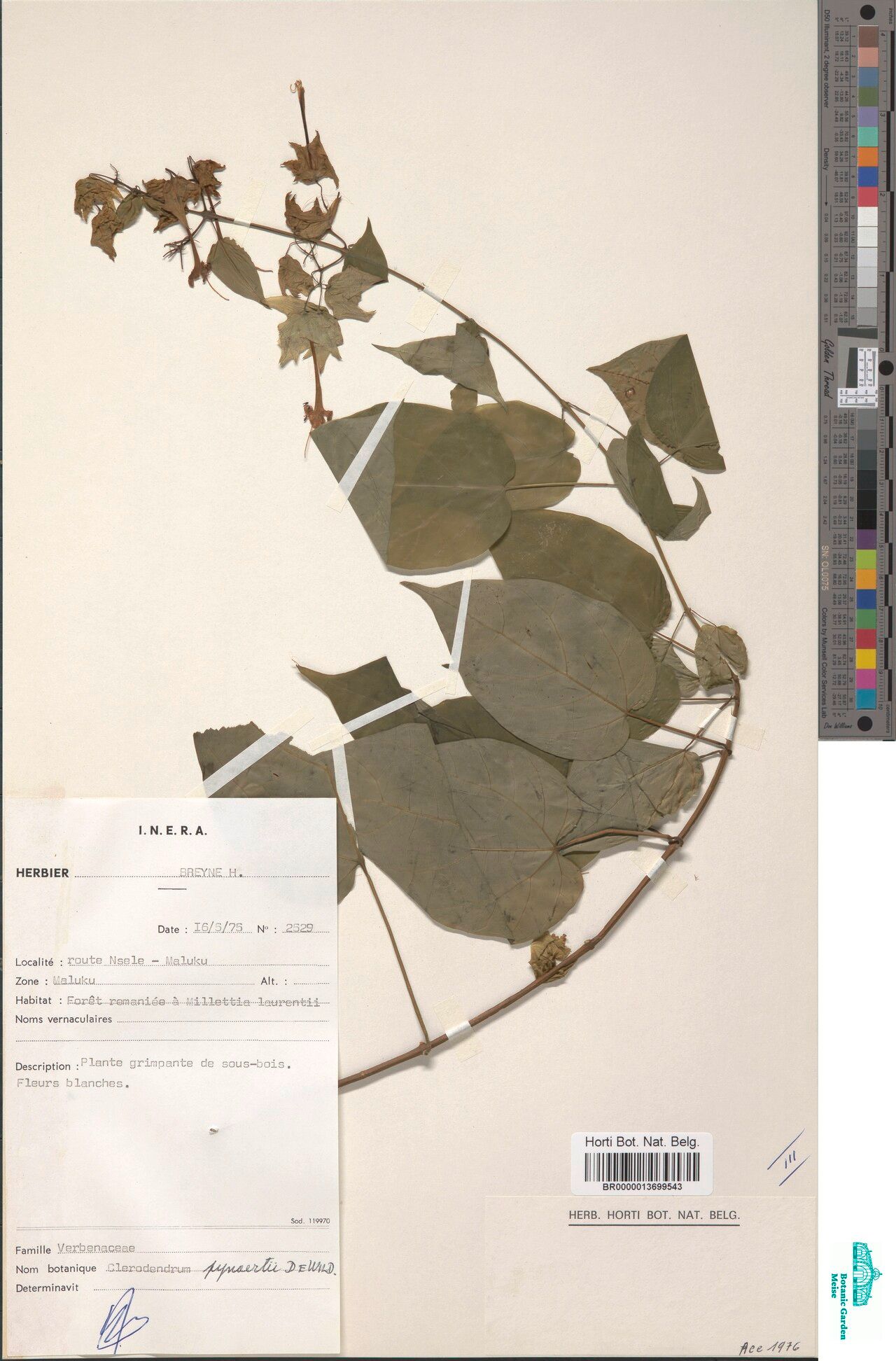 Clerodendrum pynaertii — houseplant care guide