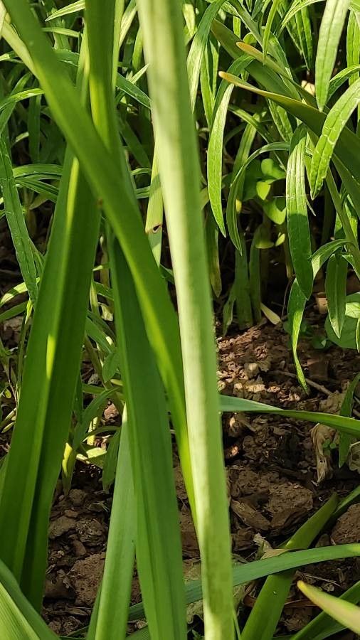 Camassia leichtlinii bark