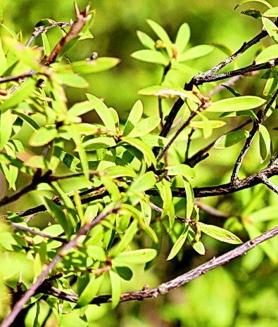 Leucopogon fasciculatus — houseplant care guide